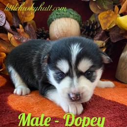 Pomsky Puppies Ready for Christmas in Mullica Hill, nj