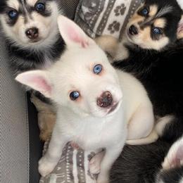 Pomsky Puppies Ready for Adoption in December in Mullica Hill, nj