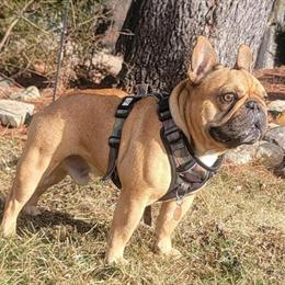 Handsome French Bulldog Studs Available in Michigan in Howell, mi