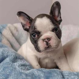 French Bulldog Breeder in Michigan - Waiting List Open in Howell, mi