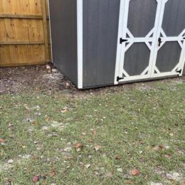 Boxer/Catahoula Mix Puppy Looking for a New Home in Jacksonville, fl