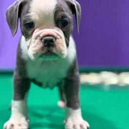 Bulldog Puppies for Christmas in Indianapolis, in