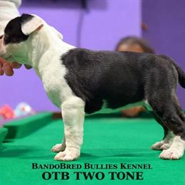 Olde English Bulldogge Puppies for Christmas in Indianapolis, in