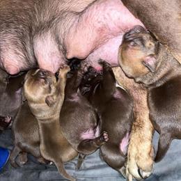 Bully Pups Available - 11 Micro Bully Puppies Born November 8th in Winder, ga