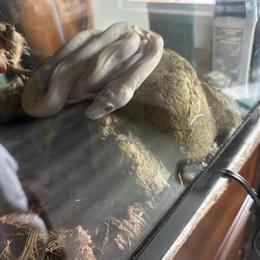 Reticulated Python - Male Platinum Sun Cow Het for Anthrax in Atlanta, ga