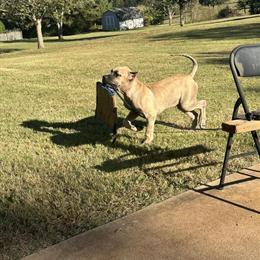 Presa Canario Male Puppy for Sale in Atlanta, ga