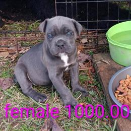 Cane Corso Puppies Available in Sumter, sc