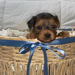 Yorkiepoo Puppies Available in Elmwood Park, il