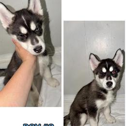 Siberian Husky Puppy for Sale - 10 Weeks Old in Perth Amboy, nj