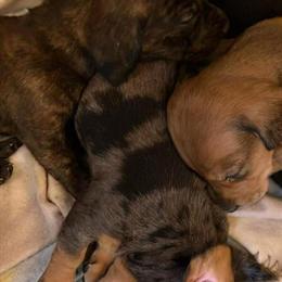 Female Mini Dachshund Ready May 6th in Alpena, mi