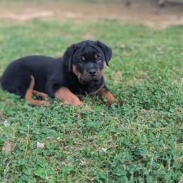 Rottweiler Puppies from Champion Bloodline in Douglasville, GA in Douglasville, ga