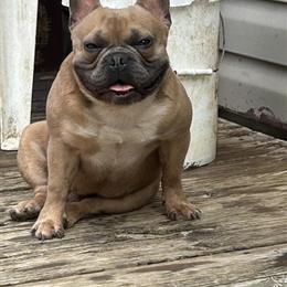 Stud Service Available for HUNCHO in Spartanburg, sc