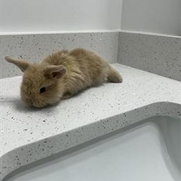 Holland Lops for Adoption in Spartanburg, sc