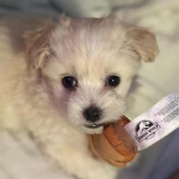 Shih Tzu Puppies Ready for New Homes in Grand Rapids, mi