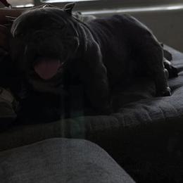 Stud Service Available in Goodyear, az