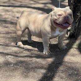 Micro Exotic Bully Stud Available for Breeding in Goodyear, az