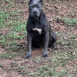 Female Cane Corso/Pit, 11 Months in Hiram, ga