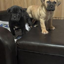 Cane Corso Female, 10 Weeks Old in Hiram, ga