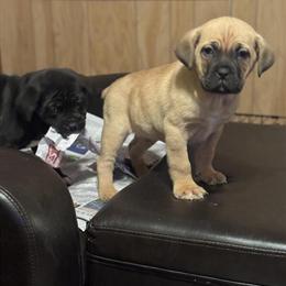 Cane Corso Male, 10 Weeks Old in Hiram, ga