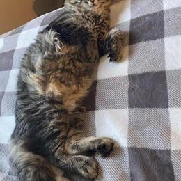 Male Maine Coon Kitten Ready for a New Home in Chaska, mn
