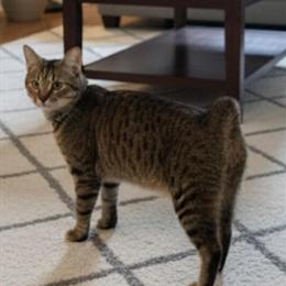 Female Manx Cat - Tailless Japanese Bobtail for Rehoming in Tampa, fl