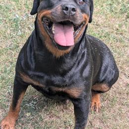 Champion Bloodline Female Rottweiler Seeking New Home in Douglasville, ga
