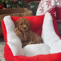 Female Toy Poodle for Adoption in Chicago, il