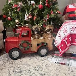 Morkies Available in Chicago, il