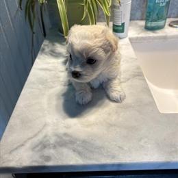 Shih Tzu puppies ready for Christmas in Grand Rapids, mi