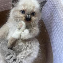 Ragdoll Kittens with Blue Eyes Available in Tampa, fl