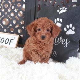Miniature Poodle Puppy Trixie Available for Adoption in Mount Vernon, oh