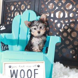 Yorkshire Terrier Teacup Puppy Ready for a Loving Home in Mount Vernon, oh
