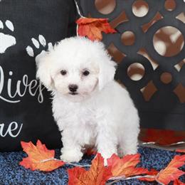 Poochon Puppy Sebastian Ready for Adoption in Mount Vernon, oh