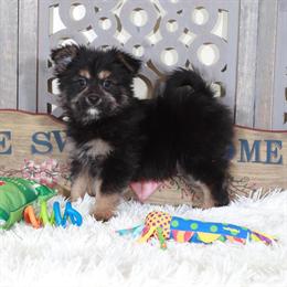 Yorkshire Terrier-Pomeranian Puppy with Big Personality in Mount Vernon, oh