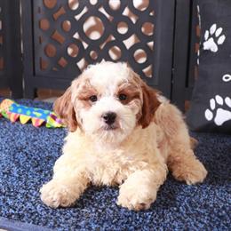 Poochon Puppy - Sweet and Loving Companion in Mount Vernon, oh