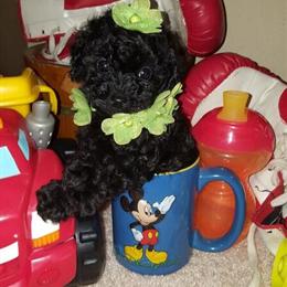 Tiny Toy Poodles Available in Ocala, fl
