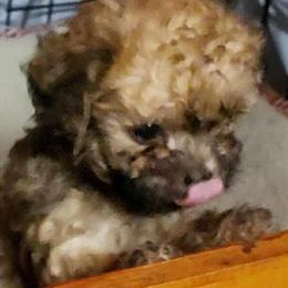 Teacup Poodles for Sale in Ocala, fl