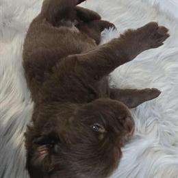 Newfoundland Puppies from Jude VanLaken in Danville, il