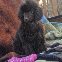 Mini Poodle Puppy Willow - Dark Chocolate Color in Janesville, wi