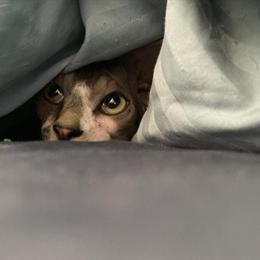 Sphynx Cat - Gorgeous Hairless Bicolor Young Gentleman in Yonkers, ny