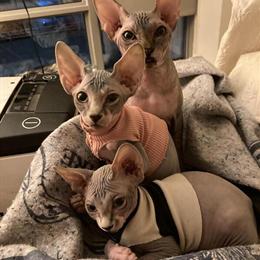 Sphynx Kittens: 2 Sweet Boys Ready for New Homes in Yonkers, ny