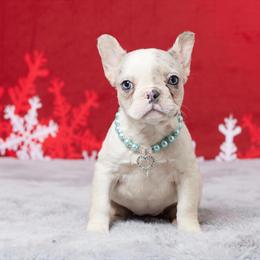 French Bulldog Puppy Wendy for Sale in Millersburg, oh