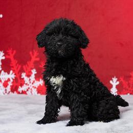 Female Portuguese Water Dog Puppy Maria for Sale in Millersburg, oh