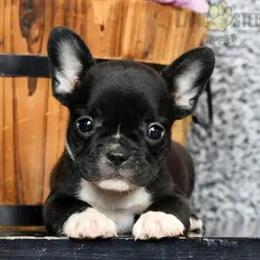 Frenchton Puppy Lily Available for Adoption in Millersburg, oh