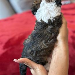 Micro-Miniature Bernedoodles Ready for Homes on December 20th in Atlanta, ga