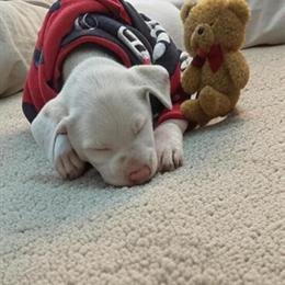 American Bully Female Puppy for Sale in Dalton, ga