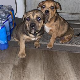 Xl Bully Pups for Adoption in Beltsville, md