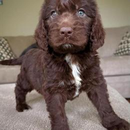 English Springer Spaniel Doodles Available Now in Atlanta, ga