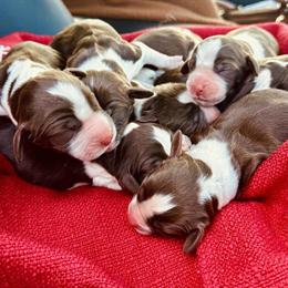 English Springer Spaniel Puppies Available in Atlanta, ga