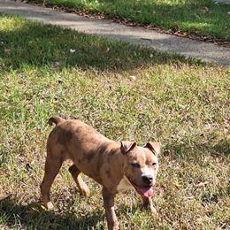 Bulldog - 7 Months Old, House Trained in Baltimore, md